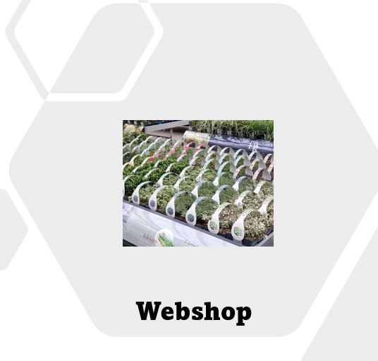 rolbanner vinca